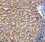 Immunohistochemical staining of TRIM10 using anti-TRIM10 antibody. TRIM10 was detected in a paraffin-embedded section of human liver tissue. Heat mediated antigen retrieval was performed in EDTA buffer (pH 8.0, epitope retrieval solution). The tissue section was blocked with 10% goat serum. The tissue section was then incubated with 2 ug/ml rabbit anti-TRIM10 antibody overnight at 4oC. Peroxidase Conjugated Goat Anti-rabbit IgG was used as secondary antibody and incubated for 30 minutes at 37oC. The tissue section was developed using an HRP secondary and DAB substrate.