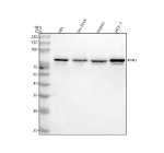 Western blot analysis of RRN3 using anti-RRN3 antibody. Lane 1: human HEL whole cell lysates, Lane 2: human SH-SY5Y whole cell lysates, Lane 3: human HepG2 whole cell lysates, Lane 4: human MCF-7 whole cell lysates. After electrophoresis, proteins were transferred to a nitrocellulose membrane at 150 mA for 50-90 minutes. Blocked the membrane with 5% non-fat milk/TBS for 1.5 hour at RT. The membrane was incubated with rabbit anti-RRN3 antibody at 0.5 ug/ml overnight at 4oC, then washed with TBS-0.1%Tween 3 times with 5 minutes each and probed with a goat anti-rabbit IgG-HRP secondary antibody at a dilution of 1:5000 for 1.5 hour at RT. The signal was developed using enhanced chemiluminescent. A specific band was detected for RRN3 at approximately 74 kDa. The expected band size for RRN3 is at 74 kDa.