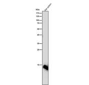 All lanes use the Histone H2B (formyl K116) antibody at 1:5K dilution for 1 hour at room temperature.