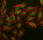 Immunofluorescent staining of OARD1 using anti-OARD1 antibody (green) and anti-Beta Tubulin antibody (red). OARD1 was detected in an immunocytochemical section of U2OS cells. Enzyme antigen retrieval was performed using IHC enzyme antigen retrieval reagent for 15 mins. The cells were blocked with 10% goat serum. And then incubated with 5 ug/ml rabbit anti-OARD1 antibody and mouse anti-Beta Tubulin antibody overnight at 4oC. DyLight 488 Conjugated Goat Anti-Rabbit IgG and Cy3 Conjugated Goat Anti-Mouse IgG were used as secondary antibody at 1:500 dilution and incubated for 30 minutes at 37oC. Visualize using a fluorescence microscope and filter sets appropriate for the label used.