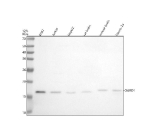 Western blot analysis of OARD1 using anti-OARD1 antibody. Electrophoresis was performed on a 12% SDS-PAGE gel at 80V (Stacking gel) / 120V (Resolving gel) for 2 hours. Lane 1: human K562 whole cell lysates, Lane 2: human Jurkat whole cell lysates, Lane 3: human HepG2 whole cell lysates, Lane 4: human U251 whole cell lysates, Lane 5: rat brain tissue lysates, Lane 6: mouse brain tissue lysates, Lane 7: mouse Neoro-2a whole cell lysates. After electrophoresis, proteins were transferred to a nitrocellulose membrane at 150 mA for 50-90 minutes. Blocked the membrane with 5% non-fat milk/TBS for 1.5 hour at RT. The membrane was incubated with rabbit anti-OARD1 antibody at 0.5 ug/ml overnight at 4oC, then washed with TBS-0.1%Tween 3 times with 5 minutes each and probed with a goat anti-rabbit IgG-HRP secondary antibody at a dilution of 1:5000 for 1.5 hour at RT. The signal was developed using an ECL Plus Western Blotting Substrate. A specific band was detected for OARD1 at approximately 17 kDa. The expected band size for OARD1 is at 17 kDa.