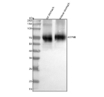 Western blot analysis of ATP4B using anti-ATP4B antibody. Lane 1: rat stomach tissue lysates, Lane 2: mouse stomach tissue lysates. After electrophoresis, proteins were transferred to a nitrocellulose membrane at 150 mA for 50-90 minutes. Blocked the membrane with 5% non-fat milk/TBS for 1.5 hour at RT. The membrane was incubated with rabbit anti-ATP4B antibody at 0.5 ug/ml overnight at 4oC, then washed with TBS-0.1%Tween 3 times with 5 minutes each and probed with a goat anti-rabbit IgG-HRP secondary antibody at a dilution of 1:5000 for 1.5 hour at RT. The signal was developed using enhanced chemiluminescent. A specific band was detected for ATP4B at approximately 75 kDa. Predicted molecular weight ~34 kDa (core peptide), ~52 kDa (beta subunit precursor), 60-80 kDa (glycosylated form).