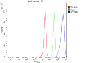 Flow Cytometry analysis of HepG2 cells using anti-ATP4B antibody. Overlay histogram showing HepG2 cells stained with (Blue line). The cells were fixed with 4% paraformaldehyde and blocked with 10% normal goat serum. And then incubated with rabbit anti-ATP4B antibody (1 ug/million cells) for 30 min at 20oC. DyLight 488 conjugated goat anti-rabbit IgG (5-10 ug/million cells) was used as secondary antibody for 30 minutes at 20oC. Isotype control antibody (Green line) was rabbit IgG (1 ug/million cells) used under the same conditions. Unlabelled sample (Red line) was also used as a control.