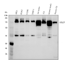 Western blot analysis of NASP using anti-NASP antibody. Electrophoresis was performed on a 8% SDS-PAGE gel at 80V (Stacking gel) / 120V (Resolving gel) for 2 hours. Lane 1: human HEL whole cell lysates, Lane 2: human whole cell lysates, Lane 3: human U2OS whole cell lysates, Lane 4: human THP-1 whole cell lysates, Lane 5: rat testis tissue lysates, Lane 6: rat C6 whole cell lysates, Lane 7: mouse testis tissue lysates, Lane 8: mouse Neuro-2a whole cell lysates. After electrophoresis, proteins were transferred to a nitrocellulose membrane at 150 mA for 50-90 minutes. Blocked the membrane with 5% non-fat milk/TBS for 1.5 hour at RT. The membrane was incubated with rabbit anti-NASP antibody at 0.5 ug/ml overnight at 4oC, then washed with TBS-0.1%Tween 3 times with 5 minutes each and probed with a goat anti-rabbit IgG-HRP secondary antibody at a dilution of 1:5000 for 1.5 hour at RT. The signal is developed using an ECL Plus Western Blotting Substratewith Tanon 5200 system. The expected band size for the tNASP isoform is ~150 kDa and the sNASP isoform is ~70 kDa.