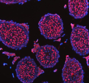 Immunofluorescent staining of NASP using anti-NASP antibody (red). NASP was detected in a paraffin-embedded section of mouse testis tissue. Heat mediated antigen retrieval was performed in EDTA buffer (pH 8.0, epitope retrieval solution). The tissue section was blocked with 10% goat serum. The tissue section was then incubated with 5 ug/ml rabbit anti-NASP antibody overnight at 4oC. Cy3 Conjugated Goat Anti-Rabbit IgG was used as secondary antibody at 1:500 dilution and incubated for 30 minutes at 37oC. The section was counterstained with DAPI nuclear stain (blue). Visualize using a fluorescence microscope and filter sets appropriate for the label used.