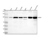 Western blot analysis of MAP4K3 using anti-MAP4K3 antibody. Lane 1: human Hela whole cell lysates, Lane 2: human HepG2 whole cell lysates, Lane 3: human U-87MG whole cell lysates, Lane 4: human 293T whole cell lysates, Lane 5: rat brain tissue lysates, Lane 6: mouse brain tissue lysates. After electrophoresis, proteins were transferred to a nitrocellulose membrane at 150 mA for 50-90 minutes. Blocked the membrane with 5% non-fat milk/TBS for 1.5 hour at RT. The membrane was incubated with rabbit anti-MAP4K3 antibody at 0.5 ug/ml overnight at 4oC, then washed with TBS-0.1%Tween 3 times with 5 minutes each and probed with a goat anti-rabbit IgG-HRP secondary antibody at a dilution of 1:5000 for 1.5 hour at RT. The signal was developed using enhanced chemiluminescent. A specific band was detected for MAP4K3 at approximately 100 kDa. The expected band size for MAP4K3 is at 101 kDa.