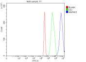 Flow Cytometry analysis of 293T cells using anti-MAP4K3 antibody. Overlay histogram showing 293T cells stained with (Blue line). To facilitate intracellular staining, cells were fixed with 4% paraformaldehyde and permeabilized with permeabilization buffer. The cells were blocked with 10% normal goat serum. And then incubated with rabbit anti-MAP4K3 antibody (1 ug/million cells) for 30 min at 20oC. DyLight 488 conjugated goat anti-rabbit IgG (5-10 ug/million cells) was used as secondary antibody for 30 minutes at 20oC. Isotype control antibody (Green line) was rabbit IgG (1 ug/million cells) used under the same conditions. Unlabelled sample (Red line) was also used as a control.