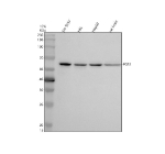 Western blot analysis of PGS1 using anti-PGS1 antibody. Electrophoresis was performed on a 10% SDS-PAGE gel at 80V (Stacking gel) / 120V (Resolving gel) for 2 hours. Lane 1: human SH-SY5Y whole cell lysates, Lane 2: human HEL whole cell lysates, Lane 3: human HepG2 whole cell lysates, Lane 4: rat brain tissue lysates. After electrophoresis, proteins were transferred to a nitrocellulose membrane at 150 mA for 50-90 minutes. Blocked the membrane with 5% non-fat milk/TBS for 1.5 hour at RT. The membrane was incubated with rabbit anti-PGS1 antibody at 0.5 ug/ml overnight at 4oC, then washed with TBS-0.1%Tween 3 times with 5 minutes each and probed with a goat anti-rabbit IgG-HRP secondary antibody at a dilution of 1:5000 for 1.5 hour at RT. The signal was developed using an ECL Plus Western Blotting Substrate. A specific band was detected for PGS1 at approximately 63 kDa. The expected band size for PGS1 is at 63 kDa.