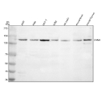 Western blot analysis of SMG8 using anti-SMG8 antibody. Electrophoresis was performed on a 8% SDS-PAGE gel at 80V (Stacking gel) / 120V (Resolving gel) for 2 hours. Lane 1: human 293T whole cell lysates, Lane 2: human Hela whole cell lysates, Lane 3: human MCF-7 whole cell lysates, Lane 4: human U2OS whole cell lysates, Lane 5: rat brain tissue lysates, Lane 6: mouse brain tissue lysates, Lane 7: mouse thymus tissue lysates. After electrophoresis, proteins were transferred to a nitrocellulose membrane at 150 mA for 50-90 minutes. Blocked the membrane with 5% non-fat milk/TBS for 1.5 hour at RT. The membrane was incubated with rabbit anti-SMG8 antibody at 0.5 ug/ml overnight at 4oC, then washed with TBS-0.1%Tween 3 times with 5 minutes each and probed with a goat anti-rabbit IgG-HRP secondary antibody at a dilution of 1:5000 for 1.5 hour at RT. The signal was developed using an ECL Plus Western Blotting Substrate. The expected band size for SMG8 is at 110 kDa.