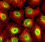 Immunofluorescent staining of SMG8 using anti-SMG8 antibody (green) and anti-Beta Tubulin antibody (red). SMG8 was detected in an immunocytochemical section of cells. Enzyme antigen retrieval was performed using IHC enzyme antigen retrieval reagent for 15 mins. The cells were blocked with 10% goat serum. And then incubated with 5 ug/ml rabbit anti-SMG8 antibody and mouse anti-Beta Tubulin antibody overnight at 4oC. DyLight 488 Conjugated Goat Anti-Rabbit IgG and Cy3 Conjugated Goat Anti-Mouse IgG were used as secondary antibody at 1:500 dilution and incubated for 30 minutes at 37oC. Visualize using a fluorescence microscope and filter sets appropriate for the label used.