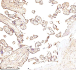 Immunohistochemical staining of NRTN using anti-NRTN antibody. NRTN was detected in a paraffin-embedded section of human placenta tissue. Heat mediated antigen retrieval was performed in EDTA buffer (pH 8.0, epitope retrieval solution). The tissue section was blocked with 10% goat serum. The tissue section was then incubated with 2 ug/ml rabbit anti-NRTN antibody overnight at 4oC. Peroxidase Conjugated Goat Anti-rabbit IgG was used as secondary antibody and incubated for 30 minutes at 37oC. The tissue section was developed using an HRP secondary and DAB substrate.
