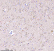 Immunohistochemical staining of NRTN using anti-NRTN antibody. NRTN was detected in a paraffin-embedded section of mouse brain tissue. Heat mediated antigen retrieval was performed in EDTA buffer (pH 8.0, epitope retrieval solution). The tissue section was blocked with 10% goat serum. The tissue section was then incubated with 2 ug/ml rabbit anti-NRTN antibody overnight at 4oC. Peroxidase Conjugated Goat Anti-rabbit IgG was used as secondary antibody and incubated for 30 minutes at 37oC. The tissue section was developed using an HRP secondary and DAB substrate.