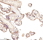 Immunohistochemical staining of NRTN using anti-NRTN antibody. NRTN was detected in a paraffin-embedded section of human placenta tissue. Heat mediated antigen retrieval was performed in EDTA buffer (pH 8.0, epitope retrieval solution). The tissue section was blocked with 10% goat serum. The tissue section was then incubated with 2 ug/ml rabbit anti-NRTN antibody overnight at 4oC. Peroxidase Conjugated Goat Anti-rabbit IgG was used as secondary antibody and incubated for 30 minutes at 37oC. The tissue section was developed using an HRP secondary and DAB substrate.