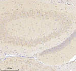 Immunohistochemical staining of NRTN using anti-NRTN antibody. NRTN was detected in a paraffin-embedded section of mouse brain tissue. Heat mediated antigen retrieval was performed in EDTA buffer (pH 8.0, epitope retrieval solution). The tissue section was blocked with 10% goat serum. The tissue section was then incubated with 2 ug/ml rabbit anti-NRTN antibody overnight at 4oC. Peroxidase Conjugated Goat Anti-rabbit IgG was used as secondary antibody and incubated for 30 minutes at 37oC. The tissue section was developed using an HRP secondary and DAB substrate.