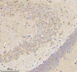 Immunohistochemical staining of NRTN using anti-NRTN antibody. NRTN was detected in a paraffin-embedded section of mouse brain tissue. Heat mediated antigen retrieval was performed in EDTA buffer (pH 8.0, epitope retrieval solution). The tissue section was blocked with 10% goat serum. The tissue section was then incubated with 2 ug/ml rabbit anti-NRTN antibody overnight at 4oC. Peroxidase Conjugated Goat Anti-rabbit IgG was used as secondary antibody and incubated for 30 minutes at 37oC. The tissue section was developed using an HRP secondary and DAB substrate.