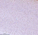 Immunohistochemical staining of NRTN using anti-NRTN antibody. NRTN was detected in a paraffin-embedded section of mouse brain tissue. Heat mediated antigen retrieval was performed in EDTA buffer (pH 8.0, epitope retrieval solution). The tissue section was blocked with 10% goat serum. The tissue section was then incubated with 2 ug/ml rabbit anti-NRTN antibody overnight at 4oC. Peroxidase Conjugated Goat Anti-rabbit IgG was used as secondary antibody and incubated for 30 minutes at 37oC. The tissue section was developed using an HRP secondary and DAB substrate.