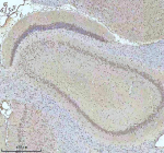 Immunohistochemical staining of HTATSF1 using anti-HTATSF1 antibody. HTATSF1 was detected in a paraffin-embedded section of rat brain tissue. Heat mediated antigen retrieval was performed in EDTA buffer (pH 8.0, epitope retrieval solution). The tissue section was blocked with 10% goat serum. The tissue section was then incubated with 2 ug/ml rabbit anti-HTATSF1 antibody overnight at 4oC. Peroxidase Conjugated Goat Anti-rabbit IgG was used as secondary antibody and incubated for 30 minutes at 37oC. The tissue section was developed using an HRP secondary and DAB substrate.