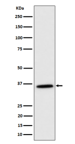 Western blot analysis of MDH2 expression in K562 cell lysate using MDH2 antibody.