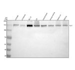Western blot analysis of Peroxin 1 using anti-Peroxin 1 antibody. Electrophoresis was performed on a 8% SDS-PAGE gel at 80V (Stacking gel) / 120V (Resolving gel) for 2 hours. Lane 1: rat brain tissue lysates, Lane 2: rat kidney tissue lysates, Lane 3: rat PC-12 whole cell lysates, Lane 4: rat C6 whole cell lysates, Lane 5: mouse brain tissue lysates, Lane 6: mouse kidney tissue lysates, Lane 7: mouse Neuro-2a whole cell lysates, Lane 8: mouse RenCa whole cell lysates. After electrophoresis, proteins were transferred to a nitrocellulose membrane at 150 mA for 50-90 minutes. Blocked the membrane with 5% non-fat milk/TBS for 1.5 hour at RT. The membrane was incubated with rabbit anti-Peroxin 1 antibody at 0.5 ug/ml overnight at 4oC, then washed with TBS-0.1%Tween 3 times with 5 minutes each and probed with a goat anti-rabbit IgG-HRP secondary antibody at a dilution of 1:5000 for 1.5 hour at RT. The signal was developed using an ECL Plus Western Blotting Substrate. The expected molecular weight of Peroxin 1 is at 143 kDa.