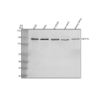 Western blot analysis of CEP135 using anti-CEP135 antibody. Lane 1: human K562 whole cell lysates, Lane 2: human Hela whole cell lysates, Lane 3: human U-87MG whole cell lysates, Lane 4: rat testis tissue lysates, Lane 5: mouse testis tissue lysates. After electrophoresis, proteins were transferred to a nitrocellulose membrane at 150 mA for 50-90 minutes. Blocked the membrane with 5% non-fat milk/TBS for 1.5 hour at RT. The membrane was incubated with rabbit anti-CEP135 antibody at 0.5 ug/ml overnight at 4oC, then washed with TBS-0.1%Tween 3 times with 5 minutes each and probed with a goat anti-rabbit IgG-HRP secondary antibody at a dilution of 1:5000 for 1.5 hour at RT. The signal was developed using enhanced chemiluminescent. The predicted molecular weight of CEP135 is ~133 kDa, commonly observed at ~135 kDa.