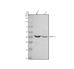 Western blot analysis of SPATA17 using anti-SPATA17 antibody. Electrophoresis was performed on a 10% SDS-PAGE gel at 80V (Stacking gel) / 120V (Resolving gel) for 2 hours. Lane 1: human MCF-7 whole cell lysates, Lane 2: human PC-3 whole cell lysates. After electrophoresis, proteins were transferred to a nitrocellulose membrane at 150 mA for 50-90 minutes. Blocked the membrane with 5% non-fat milk/TBS for 1.5 hour at RT. The membrane was incubated with rabbit anti-SPATA17 antibody at 0.5 ug/ml overnight at 4oC, then washed with TBS-0.1%Tween 3 times with 5 minutes each and probed with a goat anti-rabbit IgG-HRP secondary antibody at a dilution of 1:5000 for 1.5 hour at RT. The signal was developed using an ECL Plus Western Blotting Substrate. The predicted molecular weight of SPATA17 is ~43 kDa.