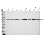 Western blot analysis of NSUN6 using anti-NSUN6 antibody. Lane 1: human 293T whole cell lysates, Lane 2: human HepG2 whole cell lysates, Lane 3: human K562 whole cell lysates, Lane 4: human Jurkat whole cell lysates, Lane 5: rat brain tissue lysates, Lane 6: rat PC-12 whole cell lysates, Lane 7: mouse brain tissue lysates, Lane 8: mouse Neuro-2a whole cell lysates. After electrophoresis, proteins were transferred to a nitrocellulose membrane at 150 mA for 50-90 minutes. Blocked the membrane with 5% non-fat milk/TBS for 1.5 hour at RT. The membrane was incubated with rabbit anti-NSUN6 antibody at 0.5 ug/ml overnight at 4oC, then washed with TBS-0.1%Tween 3 times with 5 minutes each and probed with a goat anti-rabbit IgG-HRP secondary antibody at a dilution of 1:5000 for 1.5 hour at RT. The signal was developed using enhanced chemiluminescent. Expected molecular weight of NSUN6 ~52âkDa (469âaa). Observed band at ~55âkDa, consistent with published data showing NSUN6 migrating slightly above its predicted size and across antibody-validation sources (52-55âkDa). The ~3âkDa upward shift may reflect minor post-translational modification or gel-migration behavior rather than an alternate isoform.
