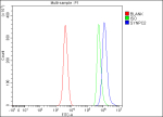 Flow Cytometry analysis of human SH-SY5Y cells using anti-SYNPO2 antibody. Overlay histogram showing SH-SY5Y cells stained with (Blue line). To facilitate intracellular staining, cells were fixed with 4% paraformaldehyde and permeabilized with permeabilization buffer. The cells were blocked with 10% normal goat serum. And then incubated with rabbit anti-SYNPO2 antibody (1 ug/million cells) for 30 min at 20oC. DyLight 488 conjugated goat anti-rabbit IgG (5-10 ug/million cells) was used as secondary antibody for 30 minutes at 20oC. Isotype control antibody (Green line) was rabbit IgG (1 ug/million cells) used under the same conditions. Unlabelled sample (Red line) was also used as a control.