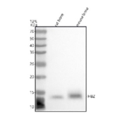 Western blot analysis of HBZ using anti-HBZ antibody. Lane 1: rat bone tissue lysates, Lane 2: mouse bone tissue lysates. After electrophoresis, proteins were transferred to a nitrocellulose membrane at 150 mA for 50-90 minutes. Blocked the membrane with 5% non-fat milk/TBS for 1.5 hour at RT. The membrane was incubated with rabbit anti-HBZ antibody at 0.5 ug/ml overnight at 4oC, then washed with TBS-0.1%Tween 3 times with 5 minutes each and probed with a goat anti-rabbit IgG-HRP secondary antibody at a dilution of 1:5000 for 1.5 hour at RT. The signal was developed using enhanced chemiluminescent. Expected molecular weight of Hemoglobin subunit zeta (HBZ) ~16 kDa (142 aa). On SDS-PAGE/Western blot, HBZ typically migrates at ~13â14 kDa due to its compact globin structure and atypical SDS binding. The observed band just below the 15 kDa marker is consistent with published reports for zeta-globin.