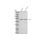 Western blot analysis of TMEM9 using anti-TMEM9 antibody. Electrophoresis was performed on a 12% SDS-PAGE gel at 80V (Stacking gel) / 120V (Resolving gel) for 2 hours. Lane 1: rat kidney tissue lysates, Lane 2: mouse kidney tissue lysates. After electrophoresis, proteins were transferred to a nitrocellulose membrane at 150 mA for 50-90 minutes. Blocked the membrane with 5% non-fat milk/TBS for 1.5 hour at RT. The membrane was incubated with rabbit anti-TMEM9 antibody at 0.5 ug/ml overnight at 4oC, then washed with TBS-0.1%Tween 3 times with 5 minutes each and probed with a goat anti-rabbit IgG-HRP secondary antibody at a dilution of 1:5000 for 1.5 hour at RT. The signal was developed using an ECL Plus Western Blotting Substrate. Expected molecular weight of TMEM9 ~21 kDa (183 aa). In Western blot we observe a band at ~32 kDa, which is consistent with published data showing TMEM9 migrates at ~28-33 kDa when glycosylated. The upward shift is likely due to N-glycosylation of the luminal domain and/or other post-translational modifications of this lysosomal/transmembrane protein.