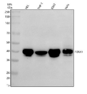 Western blot analysis of P2RX1 using anti-P2RX1 antibody. Electrophoresis was performed on a 10% SDS-PAGE gel at 80V (Stacking gel) / 120V (Resolving gel) for 2 hours. Lane 1: human HEL whole cell lysates, Lane 2: human THP-1 whole cell lysates, Lane 3: human K562 whole cell lysates, Lane 4: human Hela whole cell lysates. After electrophoresis, proteins were transferred to a nitrocellulose membrane at 150 mA for 50-90 minutes. Blocked the membrane with 5% non-fat milk/TBS for 1.5 hour at RT. The membrane was incubated with rabbit anti-P2RX1 antibody at 0.5 ug/ml overnight at 4oC, then washed with TBS-0.1%Tween 3 times with 5 minutes each and probed with a goat anti-rabbit IgG-HRP secondary antibody at a dilution of 1:5000 for 1.5 hour at RT. The signal was developed using an ECL Plus Western Blotting Substrate. Expected molecular weight of P2RX1 ~45 kDa (399 aa). Observed banding in line with a faster-than-predicted migration of the full-length receptor and/or a truncated/processed variant.