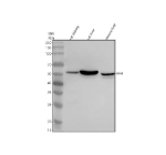 Western blot analysis of IFI44 using anti-IFI44 antibody. Electrophoresis was performed on a 10% SDS-PAGE gel at 80V (Stacking gel) / 120V (Resolving gel) for 2 hours. Lane 1: rat kidney tissue lysates, Lane 2: rat liver tissue lysates, Lane 3: mouse liver tissue lysates. After electrophoresis, proteins were transferred to a nitrocellulose membrane at 150 mA for 50-90 minutes. Blocked the membrane with 5% non-fat milk/TBS for 1.5 hour at RT. The membrane was incubated with rabbit anti-IFI44 antibody at 0.5 ug/ml overnight at 4oC, then washed with TBS-0.1%Tween 3 times with 5 minutes each and probed with a goat anti-rabbit IgG-HRP secondary antibody at a dilution of 1:5000 for 1.5 hour at RT. The signal was developed using an ECL Plus Western Blotting Substrate. The expected molecular weight of IFI44 is ~50 kDa.