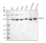 Western blot analysis of MAMDC4 using anti-MAMDC4 antibody. Lane 1: human K562 whole cell lysates, Lane 2: human Hela whole cell lysates, Lane 3: human HepG2 whole cell lysates, Lane 4: rat brain tissue lysates, Lane 5: mouse thymus tissue lysates, Lane 6: mouse brain tissue lysates. After electrophoresis, proteins were transferred to a nitrocellulose membrane at 150 mA for 50-90 minutes. Blocked the membrane with 5% non-fat milk/TBS for 1.5 hour at RT. The membrane was incubated with rabbit anti-MAMDC4 antibody at 0.5 ug/ml overnight at 4oC, then washed with TBS-0.1%Tween 3 times with 5 minutes each and probed with a goat anti-rabbit IgG-HRP secondary antibody at a dilution of 1:5000 for 1.5 hour at RT. The signal was developed using enhanced chemiluminescent. The expected molecular weight of MAMDC4 is 104-131 kDa (multiple isoforms) and the protein may be observed at higher moleuclar weights due to glycosylation.