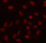 Immunofluorescent staining of MAMDC4 using anti-MAMDC4 antibody (red). MAMDC4 was detected in an immunocytochemical section of cells. Enzyme antigen retrieval was performed using IHC enzyme antigen retrieval reagent for 15 mins. The cells were blocked with 10% goat serum. And then incubated with 5 ug/ml rabbit anti-MAMDC4 antibody overnight at 4oC. Cy3 Conjugated Goat Anti-Rabbit IgG was used as secondary antibody at 1:500 dilution and incubated for 30 minutes at 37oC. Visualize using a fluorescence microscope and filter sets appropriate for the label used.