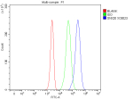Flow Cytometry analysis of Jurkat cells using anti-SNX20 antibody. Overlay histogram showing Jurkat cells stained with (Blue line). The cells were fixed with 4% paraformaldehyde and blocked with 10% normal goat serum. And then incubated with rabbit anti-SNX20 antibody (1 ug/million cells) for 30 min at 20oC. DyLight 488 conjugated goat anti-rabbit IgG (5-10 ug/million cells) was used as secondary antibody for 30 minutes at 20oC. Isotype control antibody (Green line) was rabbit IgG (1 ug/million cells) used under the same conditions. Unlabelled sample without incubation with primary antibody and secondary antibody (Red line) was used as a blank control.