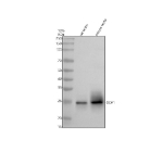 Western blot analysis of ODF1 using anti-ODF1 antibody. Electrophoresis was performed on a 10% SDS-PAGE gel at 80V (Stacking gel) / 120V (Resolving gel) for 2 hours. Lane 1: rat testis tissue lysates, Lane 2: mouse testis tissue lysates. After electrophoresis, proteins were transferred to a nitrocellulose membrane at 150 mA for 50-90 minutes. Blocked the membrane with 5% non-fat milk/TBS for 1.5 hour at RT. The membrane was incubated with rabbit anti-ODF1 antibody at 0.5 ug/ml overnight at 4oC, then washed with TBS-0.1%Tween 3 times with 5 minutes each and probed with a goat anti-rabbit IgG-HRP secondary antibody at a dilution of 1:5000 for 1.5 hour at RT. The signal was developed using an ECL Plus Western Blotting Substrate. The expected molecular weight of ODF1 is ~28 kDa.