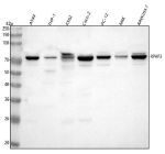 Western blot analysis of RPAP3 using anti-RPAP3 antibody. Lane 1: human whole cell lysates, Lane 2: human THP-1 whole cell lysates, Lane 3: human K562 whole cell lysates, Lane 4: human Caco-2 whole cell lysates, Lane 5: rat PC-12 whole cell lysates, Lane 6: rat NRK whole cell lysates, Lane 7: mouse RAW264.7 whole cell lysates. After electrophoresis, proteins were transferred to a nitrocellulose membrane at 150 mA for 50-90 minutes. Blocked the membrane with 5% non-fat milk/TBS for 1.5 hour at RT. The membrane was incubated with rabbit anti-RPAP3 antibody at 0.5 ug/ml overnight at 4oC, then washed with TBS-0.1%Tween 3 times with 5 minutes each and probed with a goat anti-rabbit IgG-HRP secondary antibody at a dilution of 1:5000 for 1.5 hour at RT. The signal was developed using enhanced chemiluminescent. The expected molecular weight of RPAP3 is ~76 kDa.