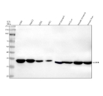 Western blot analysis of GLOD4 using anti-GLOD4 antibody. Lane 1: human whole cell lysates, Lane 2: human HepG2 whole cell lysates, Lane 3: human U2OS whole cell lysates, Lane 4: human whole cell lysates, Lane 5: rat stomach tissue lysates, Lane 6: rat liver tissue lysates, Lane 7: mouse stomach tissue lysates, Lane 8: mouse liver tissue lysates. After electrophoresis, proteins were transferred to a nitrocellulose membrane at 150 mA for 50-90 minutes. Blocked the membrane with 5% non-fat milk/TBS for 1.5 hour at RT. The membrane was incubated with rabbit anti-GLOD4 antibody at 0.5 ug/ml overnight at 4oC, then washed with TBS-0.1%Tween 3 times with 5 minutes each and probed with a goat anti-rabbit IgG-HRP secondary antibody at a dilution of 1:5000 for 1.5 hour at RT. The signal was developed using enhanced chemiluminescent. The expected molecular weight of GLOD4 is ~35 kDa.