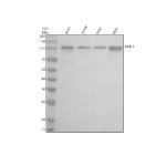 Western blot analysis of SUN1 using anti-SUN1 antibody. Electrophoresis was performed on a 10% SDS-PAGE gel at 80V (Stacking gel) / 120V (Resolving gel) for 2 hours. Lane 1: human whole cell lysates, Lane 2: human Jurkat whole cell lysates, Lane 3: human K562 whole cell lysates, Lane 4: human Hela whole cell lysates. After electrophoresis, proteins were transferred to a nitrocellulose membrane at 150 mA for 50-90 minutes. Blocked the membrane with 5% non-fat milk/TBS for 1.5 hour at RT. The membrane was incubated with rabbit anti-SUN1 antibody at 0.5 ug/ml overnight at 4oC, then washed with TBS-0.1%Tween 3 times with 5 minutes each and probed with a goat anti-rabbit IgG-HRP secondary antibody at a dilution of 1:5000 for 1.5 hour at RT. The signal was developed using an ECL Plus Western Blotting Substrate. The expected molecular weight of SUN1 is ~87 kDa with multiple smaller and one larger isoform. A ~100 kDa band for SUN1 is consistent with published literature. It most likely reflects a post-translationally modified or longer isoform of SUN1 rather than a detection error. Multiple studies report similar upward shifts and multiple SUN1 bands in mammalian cell lysates.
