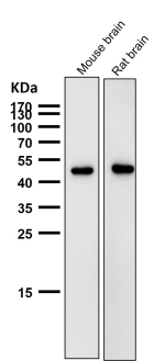 All lanes use the AZI2 antibody at 1:1K dilution for 1 hour at room temperature. Predicted molecular weight ~45 kDa.
