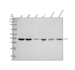 Western blot analysis of EIF3H using anti-EIF3H antibody. Electrophoresis was performed on a 10% SDS-PAGE gel at 80V (Stacking gel) / 120V (Resolving gel) for 2 hours. Lane 1: human HEL whole cell lysates, Lane 2: human K562 whole cell lysates, Lane 3: human THP-1 whole cell lysates, Lane 4: human PC-3 whole cell lysates, Lane 5: rat brain tissue lysates, Lane 6: mouse brain tissue lysates. After electrophoresis, proteins were transferred to a nitrocellulose membrane at 150 mA for 50-90 minutes. Blocked the membrane with 5% non-fat milk/TBS for 1.5 hour at RT. The membrane was incubated with rabbit anti-EIF3H antibody at 0.5 ug/ml overnight at 4oC, then washed with TBS-0.1%Tween 3 times with 5 minutes each and probed with a goat anti-rabbit IgG-HRP secondary antibody at a dilution of 1:5000 for 1.5 hour at RT. The signal was developed using an ECL Plus Western Blotting Substrate. The expected molecular weight of EIF3H is ~40 kDa.