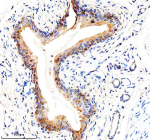 Immunohistochemical staining of EIF3H using anti-EIF3H antibody. EIF3H was detected in a paraffin-embedded section of rat bladder tissue. Heat mediated antigen retrieval was performed in EDTA buffer (pH 8.0, epitope retrieval solution). The tissue section was blocked with 10% goat serum. The tissue section was then incubated with 2 ug/ml rabbit anti-EIF3H antibody overnight at 4oC. Peroxidase Conjugated Goat Anti-rabbit IgG was used as secondary antibody and incubated for 30 minutes at 37oC. The tissue section was developed using an HRP secondary and DAB substrate.