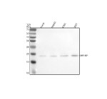 Western blot analysis of MPLKIP using anti-MPLKIP antibody. Electrophoresis was performed on a 12% SDS-PAGE gel at 80V (Stacking gel) / 120V (Resolving gel) for 2 hours. Lane 1: human Hacat whole cell lysates, Lane 2: human HepG2 whole cell lysates, Lane 3: human K562 whole cell lysates, Lane 4: human 293T whole cell lysates. After electrophoresis, proteins were transferred to a nitrocellulose membrane at 150 mA for 50-90 minutes. Blocked the membrane with 5% non-fat milk/TBS for 1.5 hour at RT. The membrane was incubated with rabbit anti-MPLKIP antibody at 0.5 ug/ml overnight at 4oC, then washed with TBS-0.1%Tween 3 times with 5 minutes each and probed with a goat anti-rabbit IgG-HRP secondary antibody at a dilution of 1:5000 for 1.5 hour at RT. The signal was developed using an ECL Plus Western Blotting Substrate. The expected molecular weight of MPLKIP is ~19 kDa.