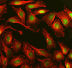 Immunofluorescent staining of MPLKIP using anti-MPLKIP antibody (green) and anti-Beta Tubulin antibody (red). MPLKIP was detected in an immunocytochemical section of U2OS cells. Enzyme antigen retrieval was performed using IHC enzyme antigen retrieval reagent for 15 mins. The cells were blocked with 10% goat serum. And then incubated with 5 ug/ml rabbit anti-MPLKIP antibody and mouse anti-Beta Tubulin antibody overnight at 4oC. DyLight 488 Conjugated Goat Anti-Rabbit IgG and Cy3 Conjugated Goat Anti-Mouse IgG were used as secondary antibody at 1:500 dilution and incubated for 30 minutes at 37oC. Visualize using a fluorescence microscope and filter sets appropriate for the label used.