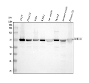 Western blot analysis of LRRC40 expression in human 293T, HepG2, RT4, K562 cells, rat testis, rat PC-12 cells, mouse testis, and mouse Neuro-2a cells. LRRC40 migrates as a single band at approximately 68 kDa, consistent with the predicted molecular weight of the protein based on its amino acid sequence.