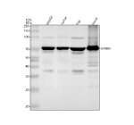Western blot analysis of Lamin B2 using anti-Lamin B2 antibody. Lane 1: human HepG2 whole cell lysates, Lane 2: human Jurkat whole cell lysates, Lane 3: human Raji whole cell lysates, Lane 4: human Hacat whole cell lysates. After electrophoresis, proteins were transferred to a nitrocellulose membrane at 150 mA for 50-90 minutes. Blocked the membrane with 5% non-fat milk/TBS for 1.5 hour at RT. The membrane was incubated with rabbit anti-Lamin B2 antibody at 0.5 ug/ml overnight at 4oC, then washed with TBS-0.1%Tween 3 times with 5 minutes each and probed with a goat anti-rabbit IgG-HRP secondary antibody at a dilution of 1:5000 for 1.5 hour at RT. The signal was developed using enhanced chemiluminescent. A specific band was detected for Lamin B2 at approximately 72 kDa. The expected molecular weight of Lamin B2 is at 68 kDa.