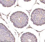 Immunohistochemical staining of Lamin B2 using anti-Lamin B2 antibody. Lamin B2 was detected in a paraffin-embedded section of rat testis tissue. Heat mediated antigen retrieval was performed in EDTA buffer (pH 8.0, epitope retrieval solution). The tissue section was blocked with 10% goat serum. The tissue section was then incubated with 2 ug/ml rabbit anti-Lamin B2 antibody overnight at 4oC. Peroxidase Conjugated Goat Anti-rabbit IgG was used as secondary antibody and incubated for 30 minutes at 37oC. The tissue section was developed using an HRP secondary and DAB substrate.