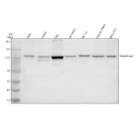 Western blot analysis of SMARCAL1 using anti-SMARCAL1 antibody. Electrophoresis was performed on a 8% SDS-PAGE gel at 80V (Stacking gel) / 120V (Resolving gel) for 2 hours. Lane 1: human Hela whole cell lysates, Lane 2: human Jurkat whole cell lysates, Lane 3: human HEL whole cell lysates, Lane 4: rat testis tissue lysates, Lane 5: rat PC-12 whole cell lysates, Lane 6: mouse testis tissue lysates, Lane 7: mouse NIH/3T3 whole cell lysates. After electrophoresis, proteins were transferred to a nitrocellulose membrane at 150 mA for 50-90 minutes. Blocked the membrane with 5% non-fat milk/TBS for 1.5 hour at RT. The membrane was incubated with rabbit anti-SMARCAL1 antibody at 0.5 ug/ml overnight at 4oC, then washed with TBS-0.1%Tween 3 times with 5 minutes each and probed with a goat anti-rabbit IgG-HRP secondary antibody at a dilution of 1:5000 for 1.5 hour at RT. The signal was developed using an ECL Plus Western Blotting Substrate. The expected molecular weight of SMARCAL1 is ~106 kDa.