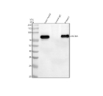 Immunoprecipitation of ARID3A in HepG2 whole cell lysate. Western blot analysis of ARID3A using anti-ARID3A antibody. Lane 1: HepG2 whole cell lysates (30ug), Lane 2: Rabbit control IgG instead of anti-ARID3A antibody in HepG2 whole cell lysate, Lane 3: anti-ARID3A antibody (2ug) + HepG2 whole cell lysate (500ug). After electrophoresis, proteins were transferred to a membrane. Then the membrane was incubated with rabbit anti-ARID3A antibody at a dilution of 0.5 ug/ml and probed with a goat anti-rabbit IgG-HRP secondary antibody (Light chain). The signal is developed using ECL Plus Western Blotting Substrate. The expected molecular weight of ARID3A is ~63 kDa, can be observed at 75-80 kDa. Peer-reviewed studies show ARID3A is extensively phosphorylated, SUMOylated, and palmitoylated. These modifications-particularly clustered phosphorylation and SUMO conjugation-slow its migration on SDS-PAGE, explaining why it appears at ~75â80 kDa instead of the predicted ~63 kDa.