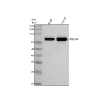 Western blot analysis of ARID3A using anti-ARID3A antibody. Lane 1: human K562 whole cell lysates, Lane 2: human HepG2 whole cell lysates. After electrophoresis, proteins were transferred to a nitrocellulose membrane at 150 mA for 50-90 minutes. Blocked the membrane with 5% non-fat milk/TBS for 1.5 hour at RT. The membrane was incubated with rabbit anti-ARID3A antibody at 0.5 ug/ml overnight at 4oC, then washed with TBS-0.1%Tween 3 times with 5 minutes each and probed with a goat anti-rabbit IgG-HRP secondary antibody at a dilution of 1:5000 for 1.5 hour at RT. The signal was developed using enhanced chemiluminescent. The expected molecular weight of ARID3A is ~63 kDa, can be observed at 75-80 kDa. Peer-reviewed studies show ARID3A is extensively phosphorylated, SUMOylated, and palmitoylated. These modifications-particularly clustered phosphorylation and SUMO conjugation-slow its migration on SDS-PAGE, explaining why it appears at ~75â80 kDa instead of the predicted ~63 kDa.
