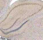 Immunohistochemical staining of BCLAF1 using anti-BCLAF1 antibody. BCLAF1 was detected in a paraffin-embedded section of rat brain tissue. Heat mediated antigen retrieval was performed in EDTA buffer (pH 8.0, epitope retrieval solution). The tissue section was blocked with 10% goat serum. The tissue section was then incubated with 2 ug/ml rabbit anti-BCLAF1 antibody overnight at 4oC. Peroxidase Conjugated Goat Anti-rabbit IgG was used as secondary antibody and incubated for 30 minutes at 37oC. The tissue section was developed using an HRP secondary and DAB substrate.